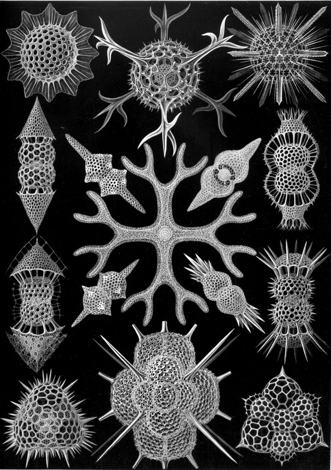 Haeckel_Spumellaria