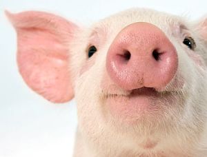 30c525bc1836b1f4bf36ef69ae3d4626--this-little-piggy-barnyard-animals