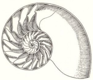 nautilus-e1332253871149