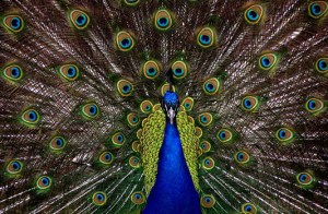 peacock